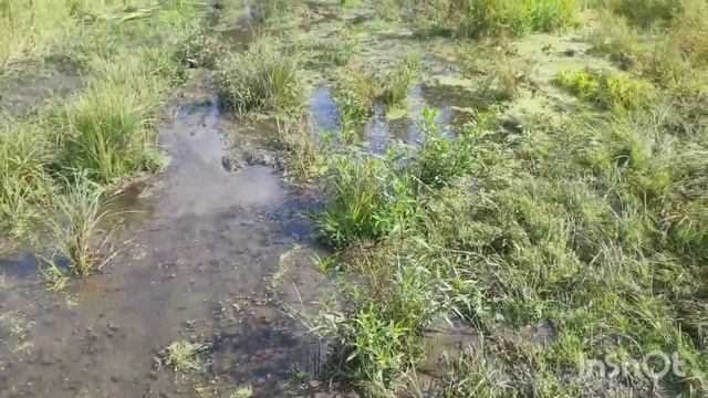 ОБЗОР ХОЗЯЙСТВА! ЧУТЬ НЕ УТОНУЛ ПОКА ВСЁ ПОКАЗАЛ! БОНЯ И ФУНТ. ГУСИ НА ПАСТБИЩЕ смотреть онлайн