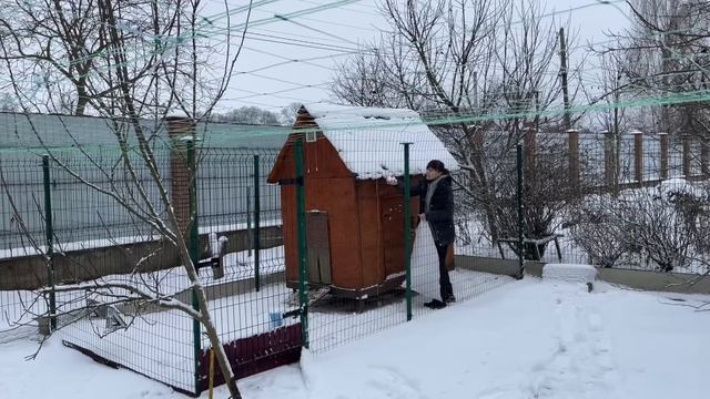Кормлю Кур Несушек Один Раз в Неделю