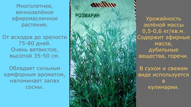 Мои растишки№55/  Пряные травы / Дачная зелень