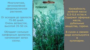 Мои растишки№55/ Пряные травы / Дачная зелень