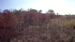 супер быстрая и удачливая вылазка Охота на фазана 2016.mp4