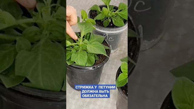 ОБЯЗАТЕЛЬНАЯ СТРИЖКА ПЕТУНИИ АМПЕЛЬНОЙ.