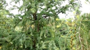 Японская лиственница Диана I Larix kaempferi 'Diana'