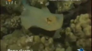 Анонс и заставка канала (Amazing Life, 12.03.2011)