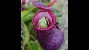 Растения-хищники.