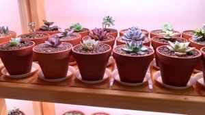 Мои стеллажи для суккулентов