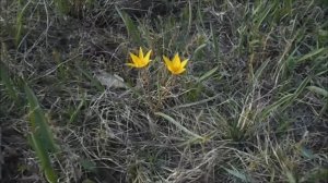 тюльпанчики, хохлатка и адонис