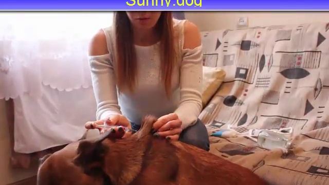 Подкожный укол, как делать? Как сделать собаке подкожный укол? Инструкция смотреть онлайн