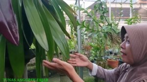 Anggrek Seharga motor ninja?? Bulbophyllum phalaenopsis