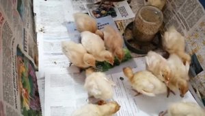Индюшата,первые дни жизни.Пропойка,уход.Живём на Юге ???