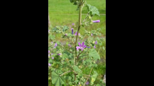 MALVA (Malva sylvestris) PLANTAS MEDICINALES смотреть онлайн