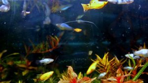 Аквариум травник с живородками