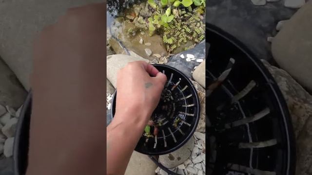 Скиммер для пруда SuperFish Pond Skim 2000. Краткий обзор смотреть онлайн