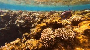 Рыбы Красного моря: АРАБСКИЙ ХИРУРГ // Red sea fish: ACANTURUS SOHAL