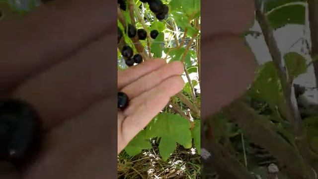 Чёрная смородина. Урожай 2022г | Black currant. Harvest 2022 | Agro food