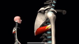 Большая круглая мышца. 3d anatomy. MUSCLE MOTION