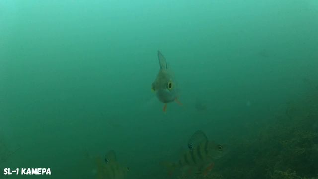 Подводные обитатели карьер //ЗИМНЯЯ РЫБАЛКА // КАМЕРА ПОД ВОДОЙ смотреть онлайн