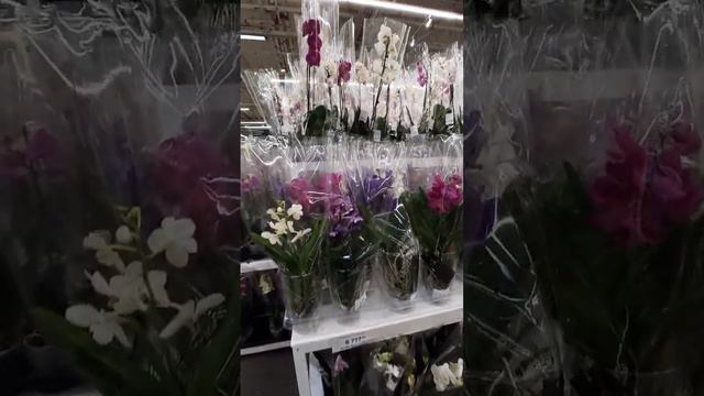 ЛЕРУА МЕРЛЕН РОСТОВ🌷 МЕГА🌺ЦВЕТЫ К 8 МАРТА💐