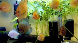 55 gallon Discus tank, Tony Tan's Discus and Electric Blue Rams