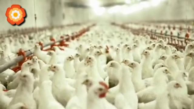 FUNNY CHICKEN DANCE 3 │ Chicken Song & Videos 2021 | Chicken Dance смотреть онлайн