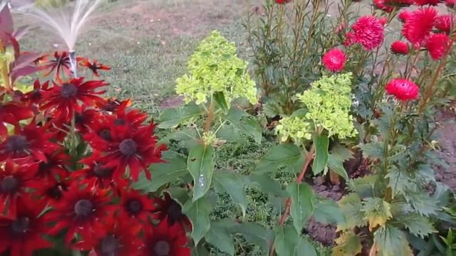 ✿➽ Гортензия метельчатая Silver Dollar (черенок) 2016 смотреть онлайн