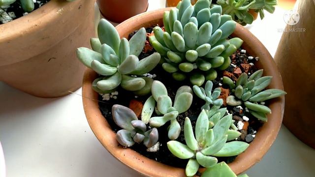 suculentas atualizações + dica de cultivo +identificação смотреть онлайн