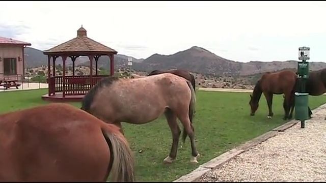 Mustangs Wild Horses, Virginia City NV PaPa's Page смотреть онлайн