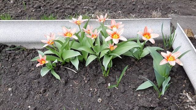 Карликовые тюльпаны смотреть онлайн