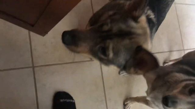 Swedish Vallhunds and bully sticks. смотреть онлайн