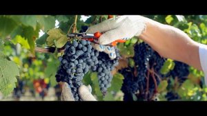 Усадьба Дивноморское