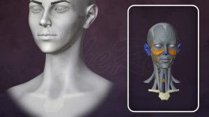 Анатомия для художников за 1 час | 3D скульптинг для начинающи