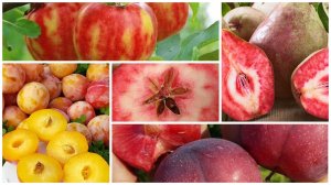 Мы начинаем прием предварительных заказов на саженцы плодовых растений с ОКС, на весну 2023 г.!
