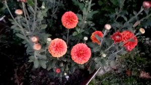 Аврора Корейская кустовая хризантема