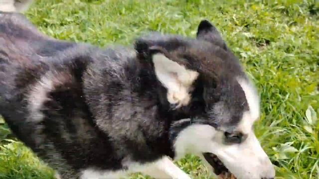 Дочка сама купила себе питомца / Уговариваем Нику сниматься с нами смотреть онлайн