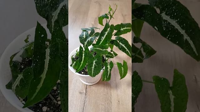 Сингониум Вендланда смотреть онлайн