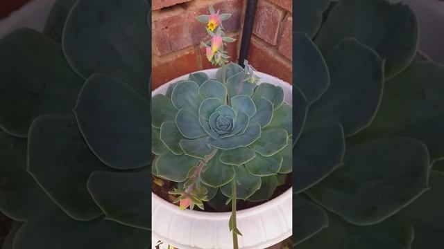 MEXICAN SNOWBALL  SUCCULENT (ECHEVERIA ELEGANS)