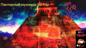 Пантерный мухомор 86 трип I SkyTrip