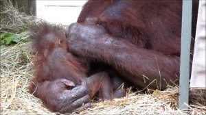 Kumang the orangutan and baby