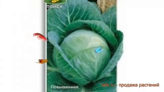 Капуста белокочанная Лосиноостровская 8 ? обзор: как сажать, семена капусты Лосиноостровская 8
