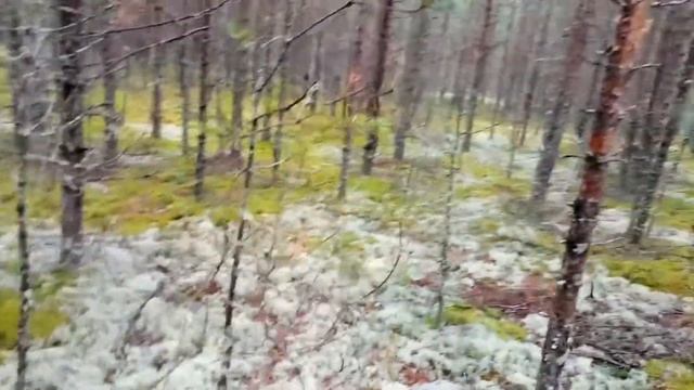 Как собирать грибы смотреть онлайн