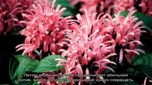 Якобиния цветок — описание растения, размножение и уход