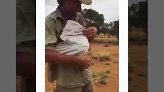 Кенгуру прыгает в мешок смотреть онлайн