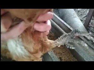 Известковая нога//У кур на лапах клещ