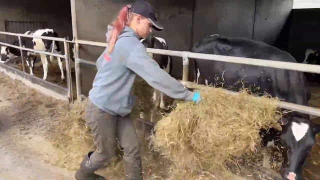 Farm #WithMe Pretty Girl Dangerous STIHL Chainsaw Tree Cutting Cow Milking Farming Cows Feeding Cur смотреть онлайн