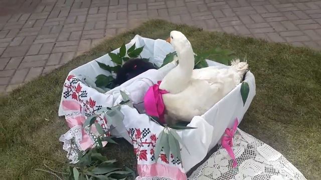 Животные напрокат для фотосессии в Москве, 8(916)702-11-08 смотреть онлайн