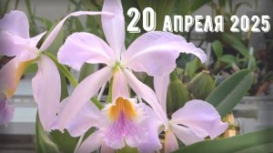 Грабли веерные Для любителей канала Грабли Live  20.04.2025