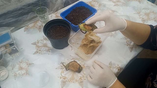 Как вырастить манго из косточки. Простой способ. смотреть онлайн