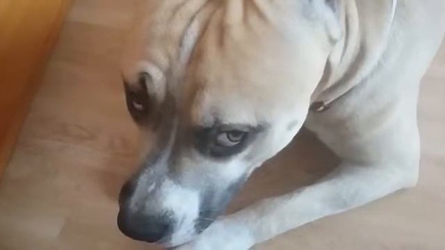 Зачем ты грызешь ноги?)) смотреть онлайн