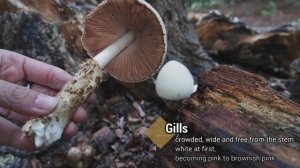 Volvariella bombycina. Silky Rosegill. Silkesslidskivling. Вольвариелла шелковистая.