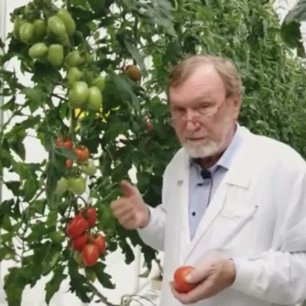 Новый сливовидный томат от Гавриш 2022